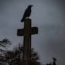Raven